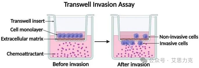 Transwell 實驗“三劍客”：共培養(yǎng)、遷移、侵襲，一文搞懂！